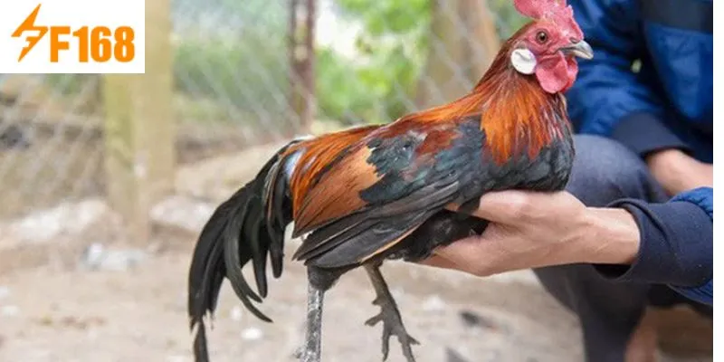 ต้นทุนทางเศรษฐกิจค่อนข้างสูง ผู้จัดจำหน่ายจึงแลกเปลี่ยนในระดับหนึ่งเท่านั้น