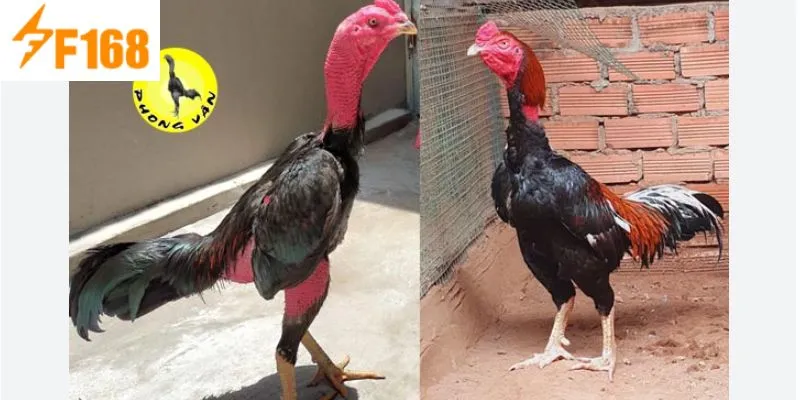 ประโยชน์ที่ได้รับจากการชมไก่ชนที่ F168