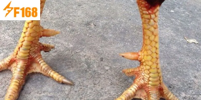 เกล็ดไก่ดีได้รับการให้ความสำคัญมาตั้งแต่สมัยโบราณ